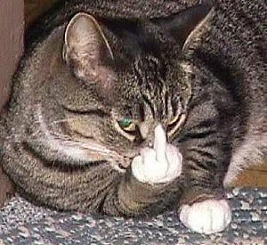 chat